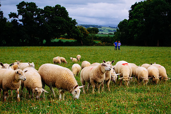 Irländskt lamm - Effektiv kvalitetssäkring