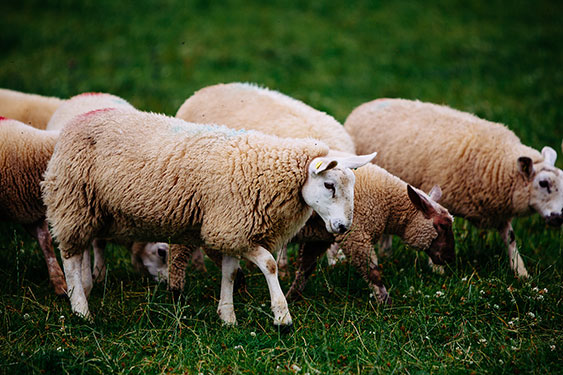 Bæredygtig fåre- og lammeavl